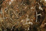 Polished Petrified Wood (Araucaria) Round - Madagascar #376820-1